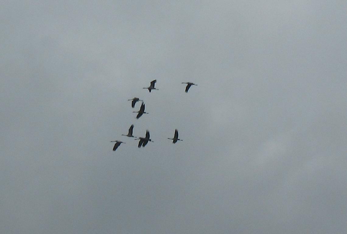 Grandi uccelli in volo: Gru.